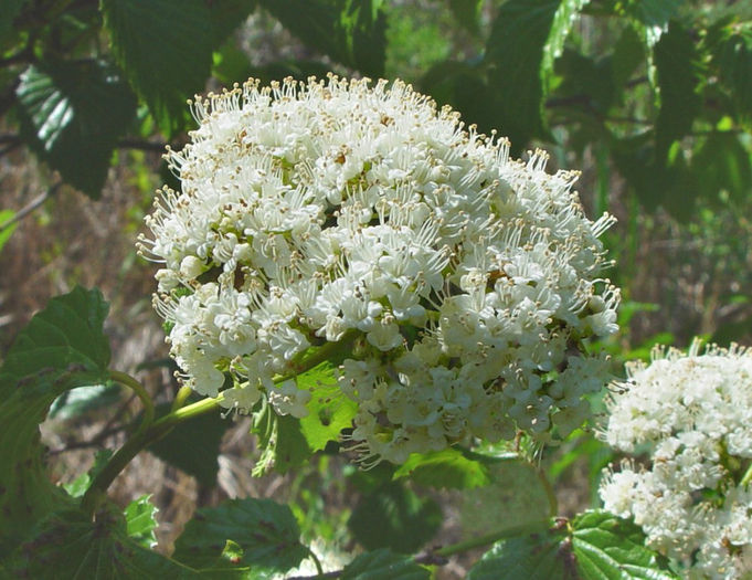viburnum-dentatum-lucidum-fl-ahaines-b