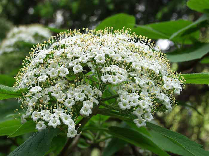Viburnum-lantana-1