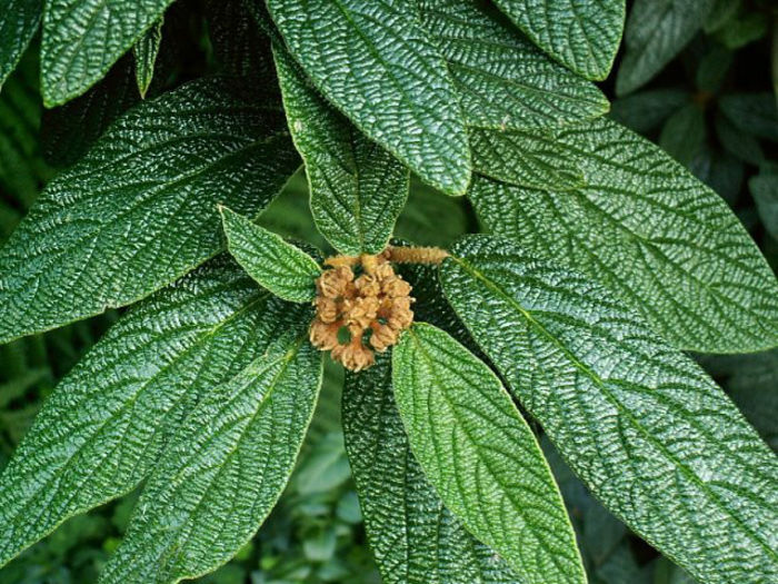 viburnum-leatherleaf