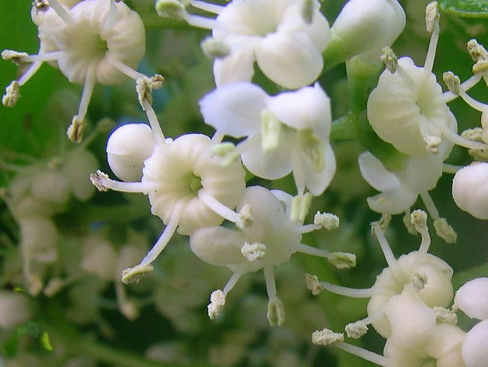 ViburnumOdoratissimum