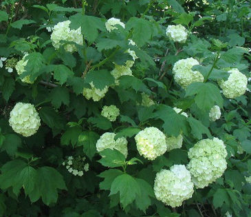 ViburnumOpuluseastern-snowball ViburnumOpuluseastern-snowball