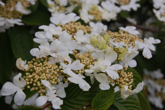 viburnum-plicatum-mariesii-flower viburnum-plicatum-mariesii-flower