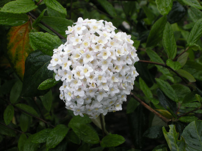 viburnum-x-burkwoodii-flower viburnum-x-burkwoodii-flower