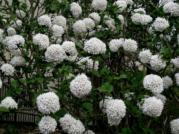 viburnum-x-cayuga-4-28-11_ls-1 viburnum-x-cayuga-4-28-11_ls-1