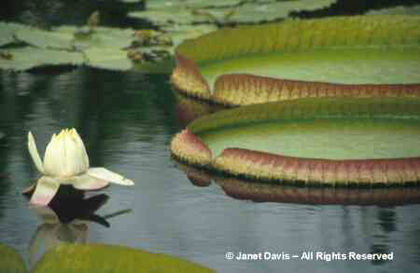 Victoria%20amazonica Victoria%20amazonica