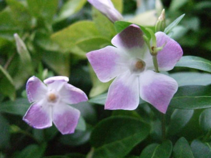 Vinca_difformis__Jenny_Pym_2 Vinca_difformis__Jenny_Pym_2