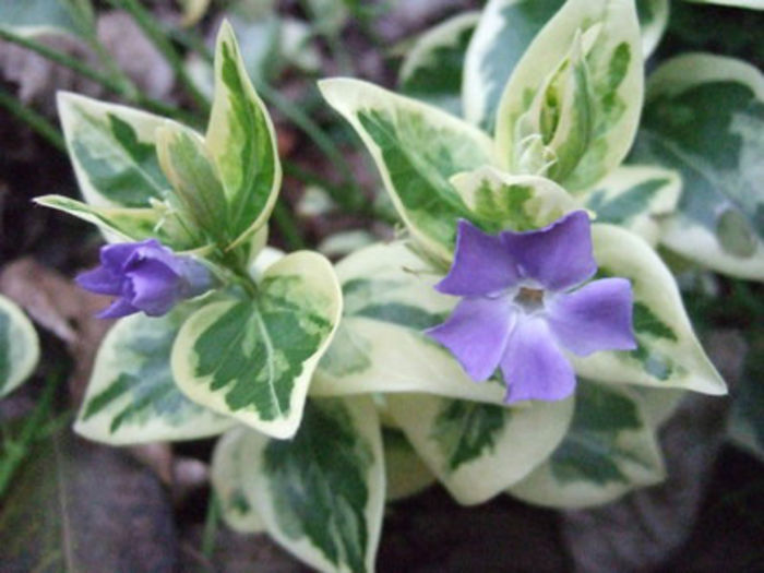 Vinca_major__Variegata_ Vinca_major__Variegata_
