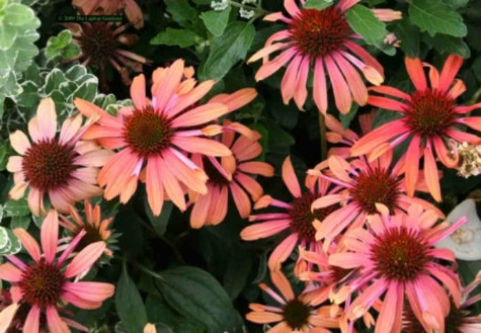 w560xh316_Echinacea- w560xh316_Echinacea-