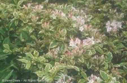 Weigela%20florida%20 Weigela%20florida%20