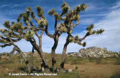 Yucca%20brevifolia - minuni ale naturii create de Dumnezeu 4