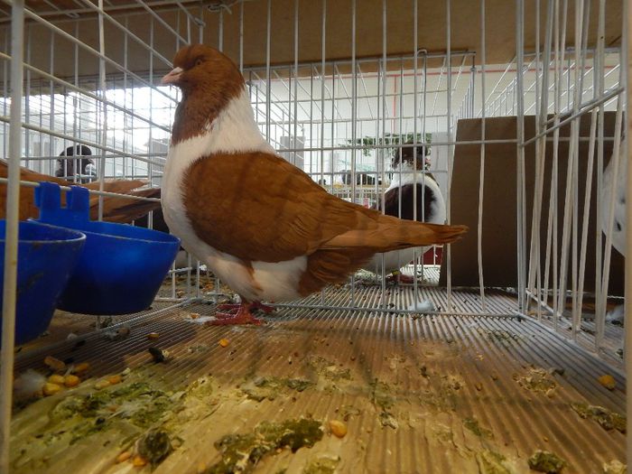 Expo LUGOJ 2013 - PORUMBEI STRASSER