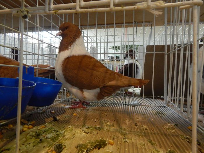 Expo LUGOJ 2013 - PORUMBEI STRASSER