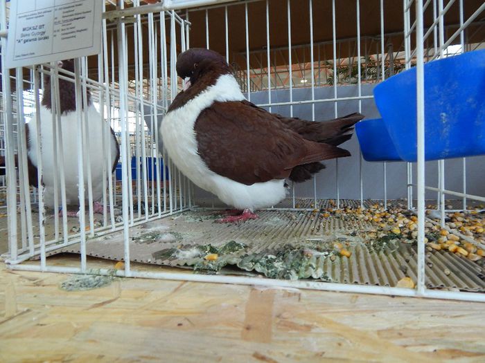 281 - PORUMBEI STRASSER