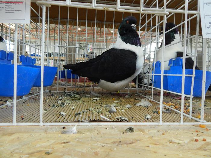 285 - PORUMBEI STRASSER