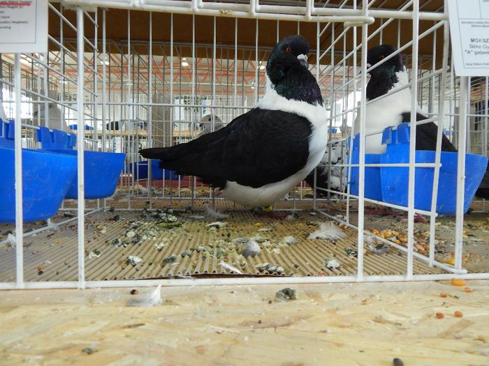 286 - PORUMBEI STRASSER