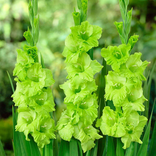 Green star gladioli