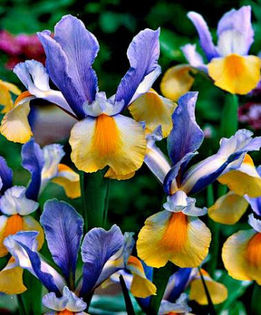 ORIENTAL BEAUTY iris