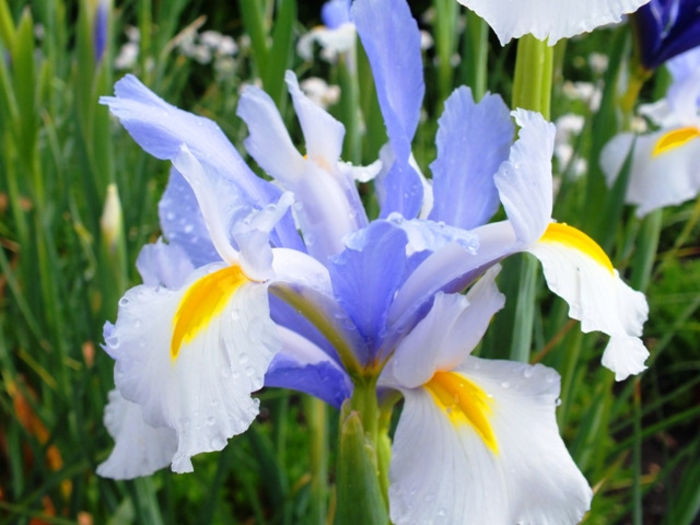 SILVERY BEAUTY iris