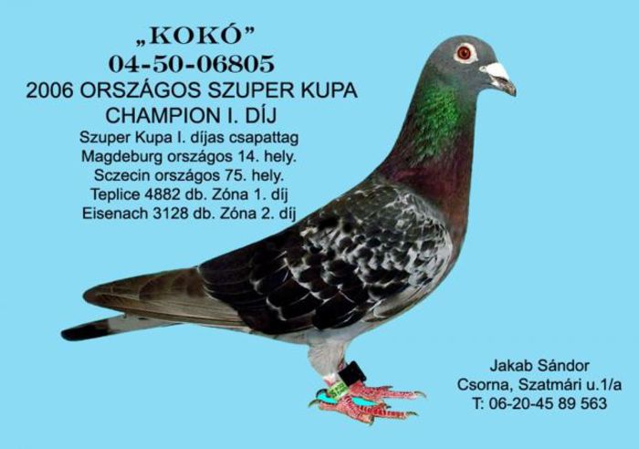 koko_versenyzo - Ascendentii celebri ai porumbeilor mei