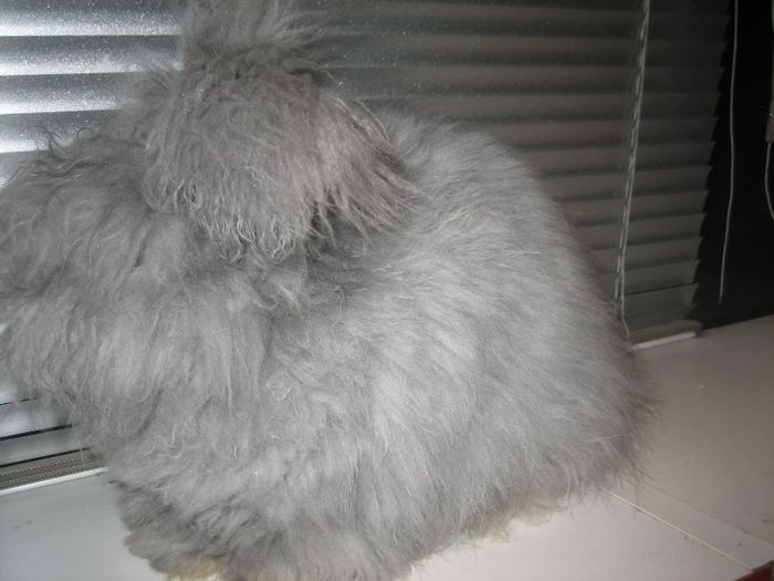 Mascul Albastru Angora Englez - 4-Mascul 4 - Buck 4