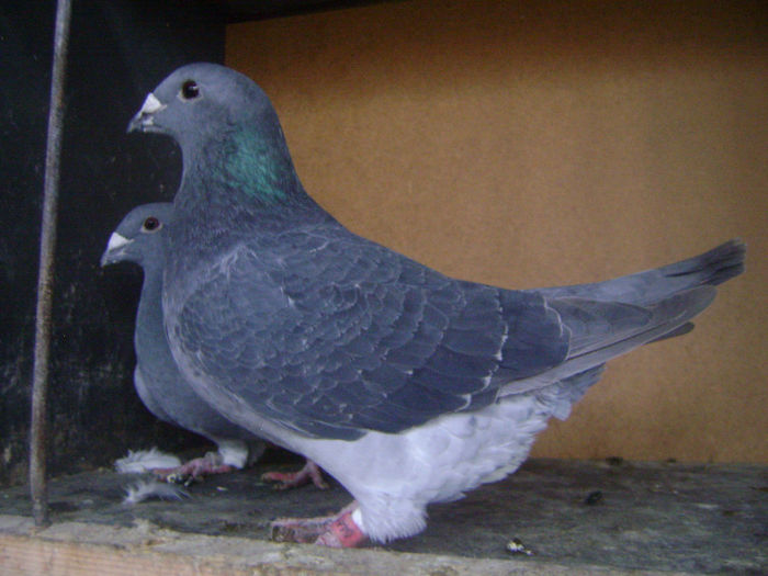 femela,sora de mama cu rosul zburat