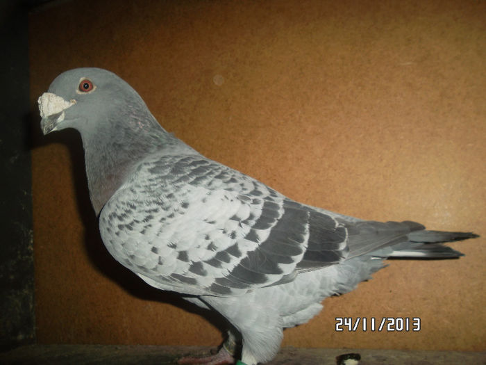 femela,sora dupa tata cu gutul zburat ,sora de mame cu mama gutului zburat d