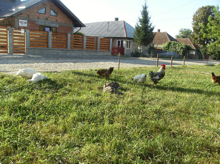 HPIM3991 - De prin ograda 2013