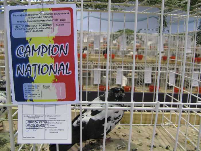 IMG_9319 - Tippler Englez