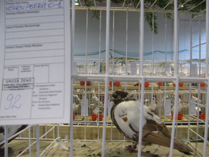 IMG_9333 - Tippler Englez