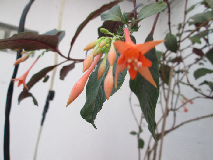 fuchsia - sfarsit noiembrie 2013