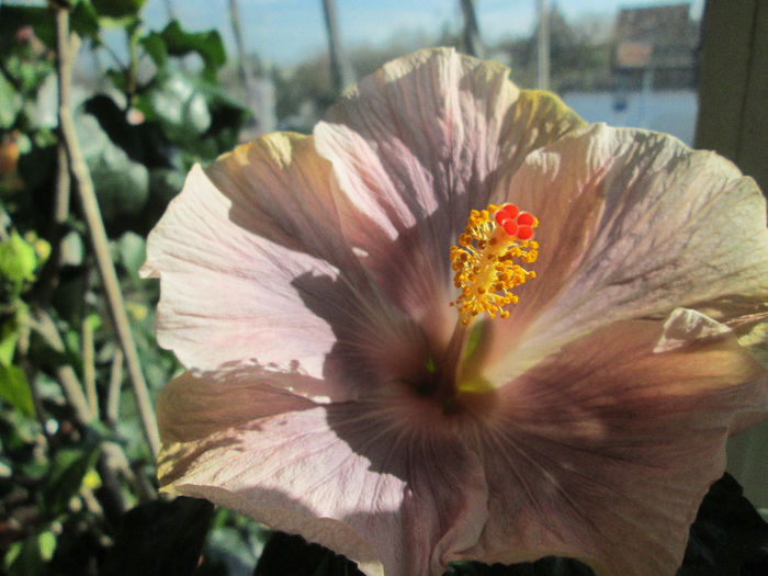 hibiscus - sfarsit noiembrie 2013