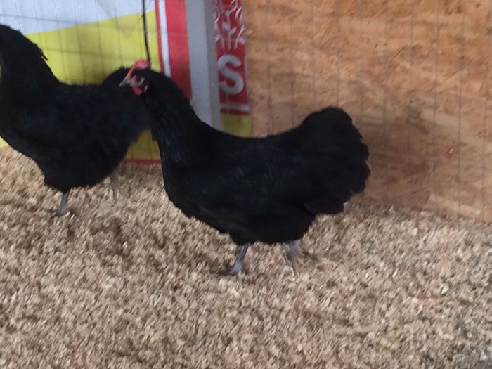 image - Australorp Negru