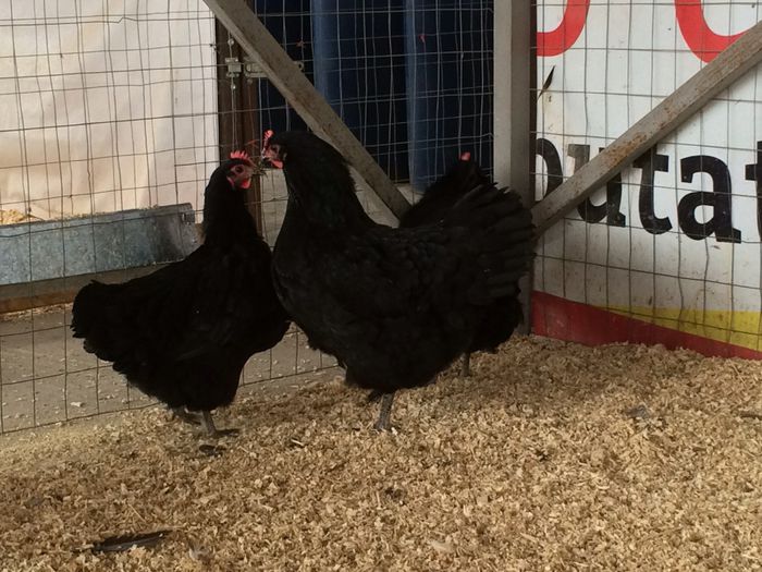 image - Australorp Negru