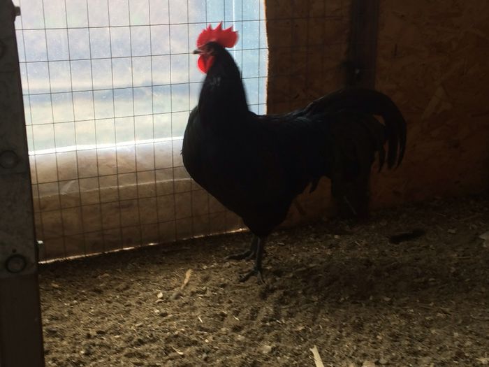 image - Australorp Negru