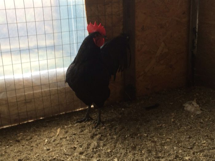 image - Australorp Negru