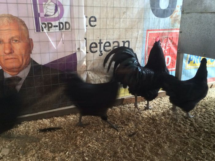 image - Australorp Negru