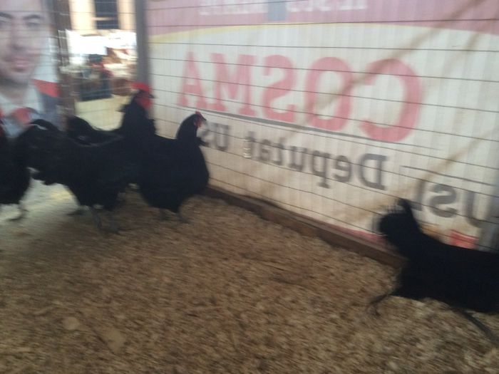 image - Australorp Negru