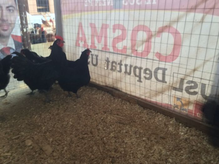 image - Australorp Negru