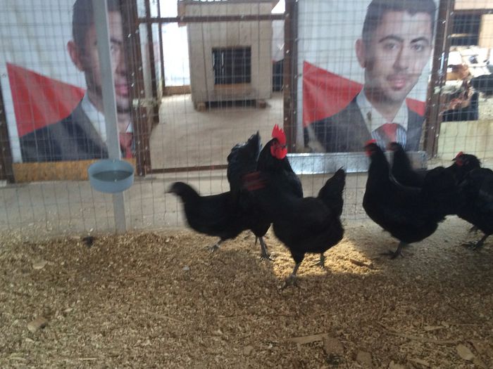 image - Australorp Negru