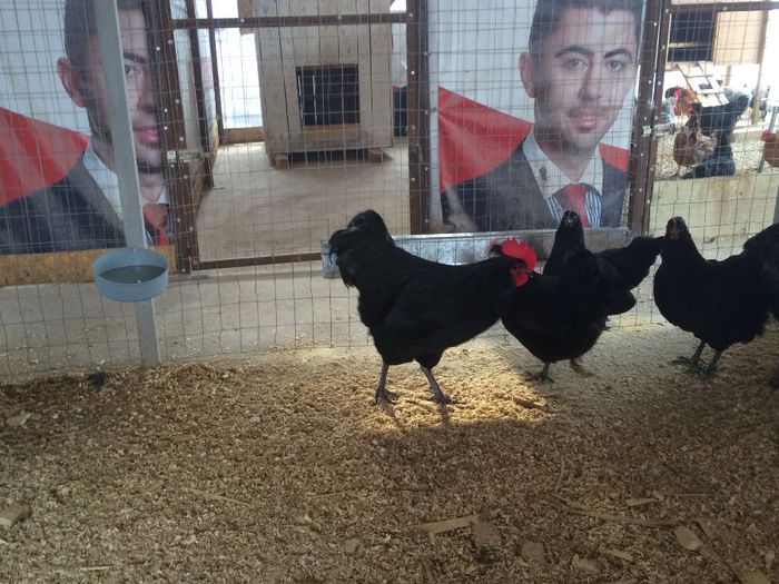 image - Australorp Negru