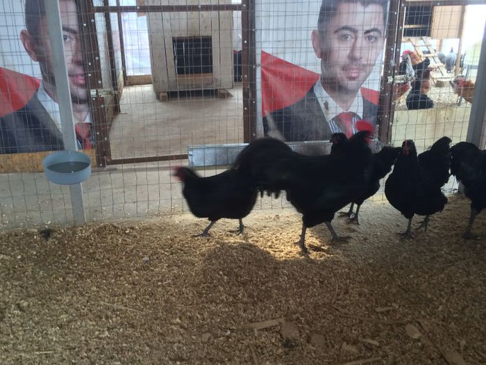 image - Australorp Negru