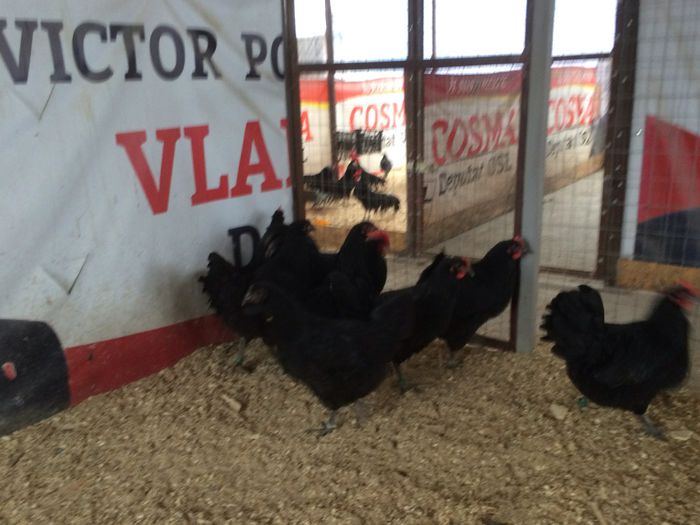 image - Australorp Negru