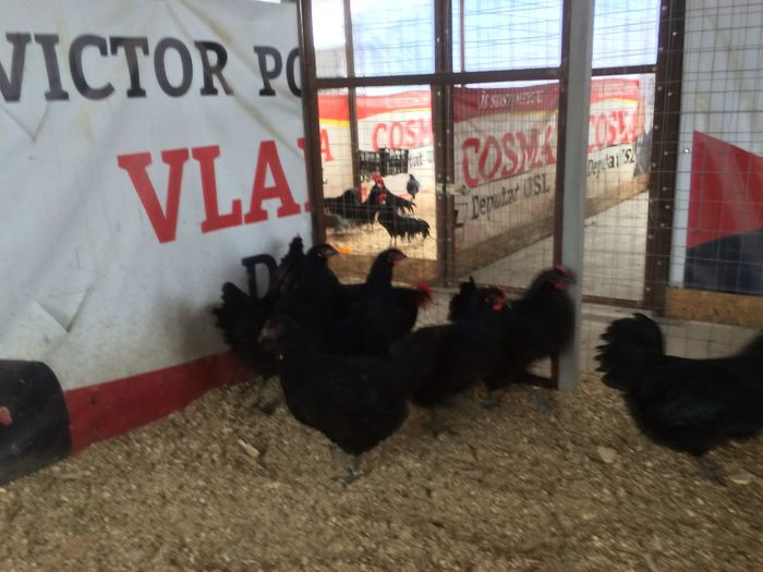 image - Australorp Negru