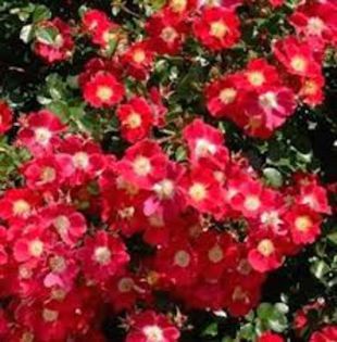 cherry meidiland - trandafiri -lastari primiti si butasi achizitionati