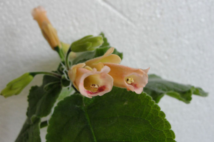 Peachy Propeller