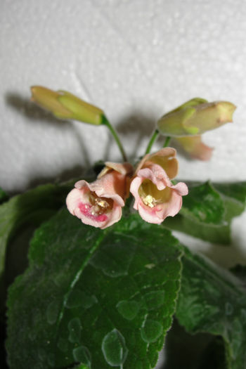 Peachy Propeller