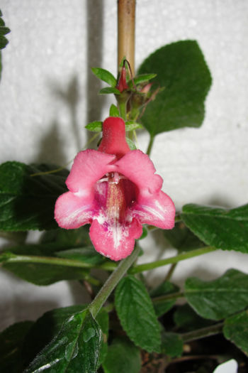 Amanda's Penny - Sinningia-2