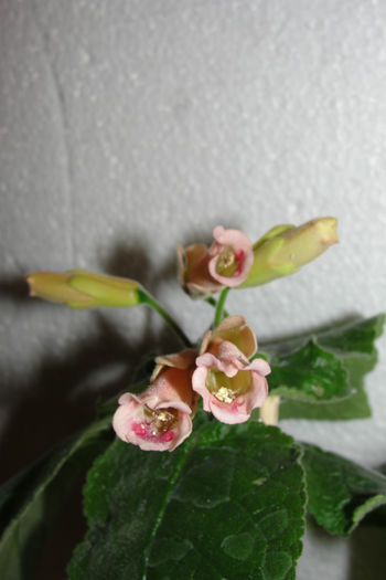 Peachy Propeller - Sinningia-2