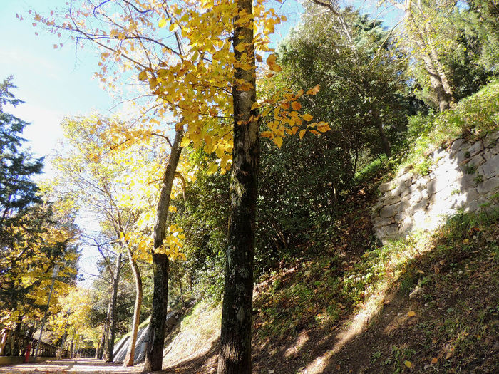 DSCN1760 - SFARSIT DE TOAMNA