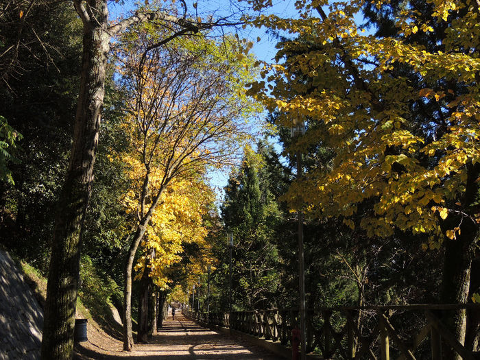 DSCN1764 - SFARSIT DE TOAMNA